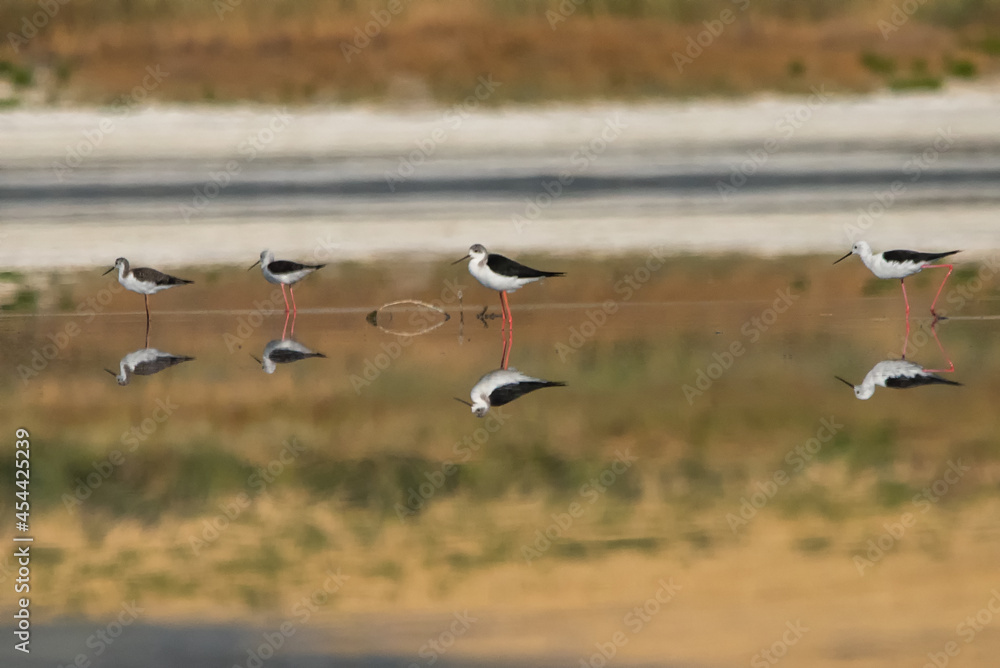 Uzunbacak » Black-winged Stilt » Himantopus himantopus
Uzunbacak » Black-winged Stilt » Himantopus himantopus