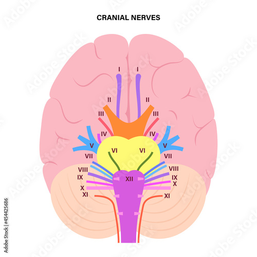 Cranial nerves diagram