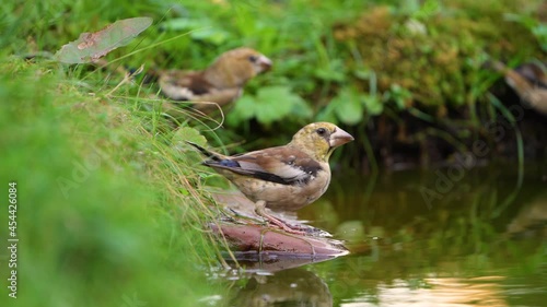 Hawfinch birds on a pond drinking water close-up