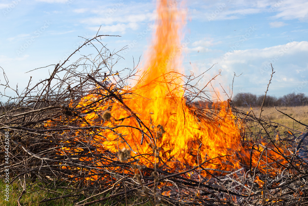 Burning dry branches at their summer cottage. Large bonfire with bright flames on an autumn day outdoors. Danger of fires and flames.