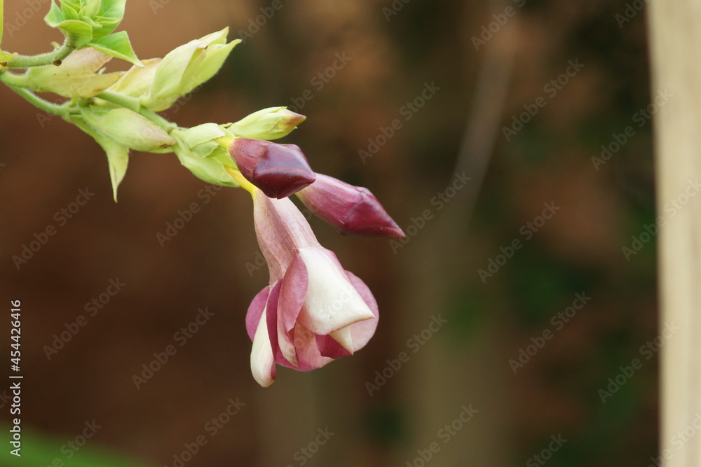 Obraz premium pink magnolia flower