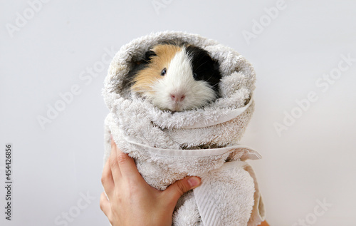 a guinea pig in a white towel after bathing and cleaning. On a white background. Isolate