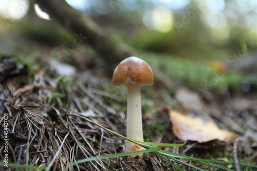 Poison Mushroom