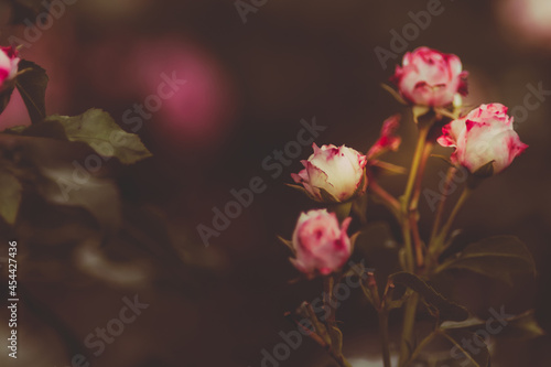 Rosenblüten dark and moody zum Beschreiben