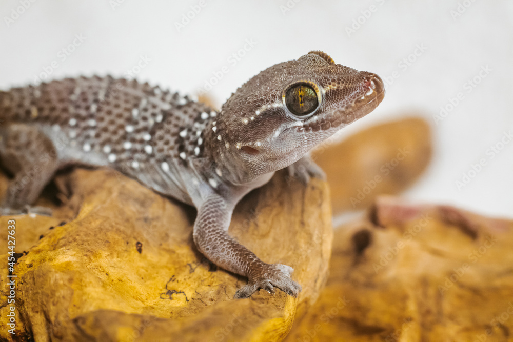 small termite gecko (Hemidactylus triedrus), beautiful exotic pet small termite gecko (Hemidactylus triedrus), beautiful exotic pet