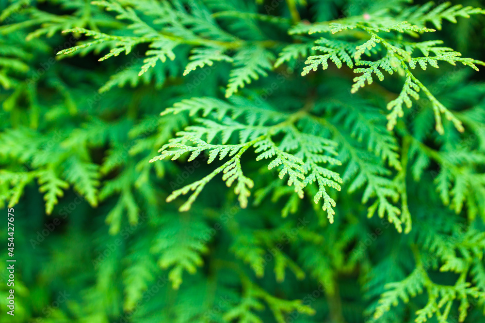 thuja branches green for background, close-up thuja branches green for background, close-up