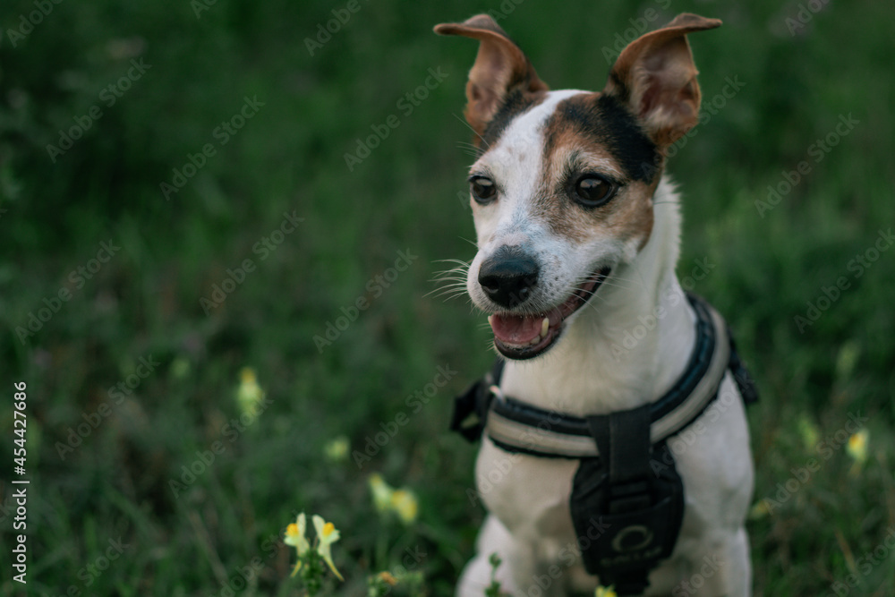 dog jack russell terrier breed with grass among the field
