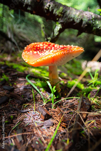 Hongo en el Ajusco