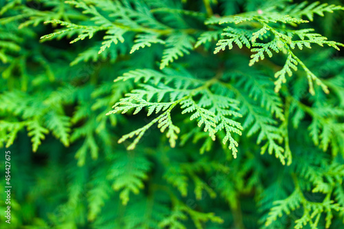 thuja branches green for background, close-up