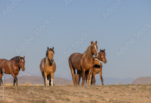 Wild Horses in the Utah Desert © natureguy