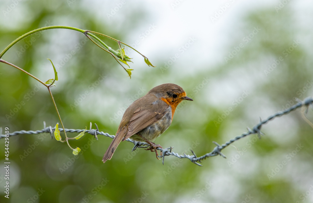 Petirrojo posado en un alambre de espino. Erithacus rubecula Petirrojo posado en un alambre de espino. Erithacus rubecula