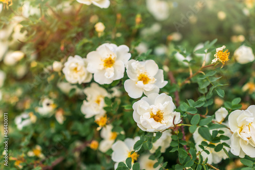 Flowering rosehip bush on a sunny summer day, close-up. Delicately white flowers on a branch of rose hips.