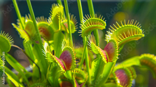 CLOSE UP: Carnivorous wildflower opens up small trap leaves to catch its prey.
