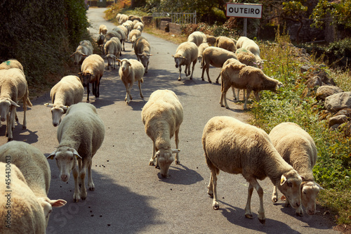 A herd of sheep grazing along the coastline in outeiro, Lugo photo