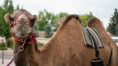Camel 