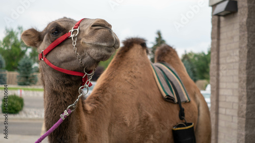 Camel 