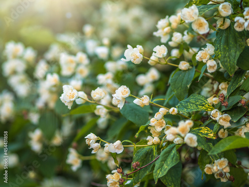 Mock Orange Philadelphus coronarius shrub flowering in spring photo