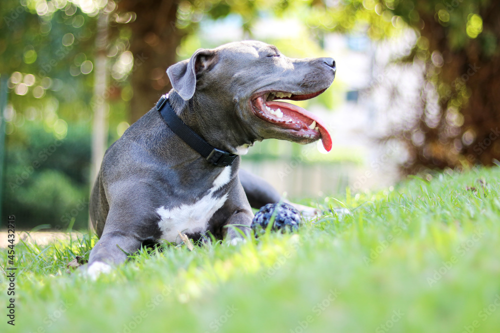 Pit bull puppy dog playing and having fun in the park. Selective focus.