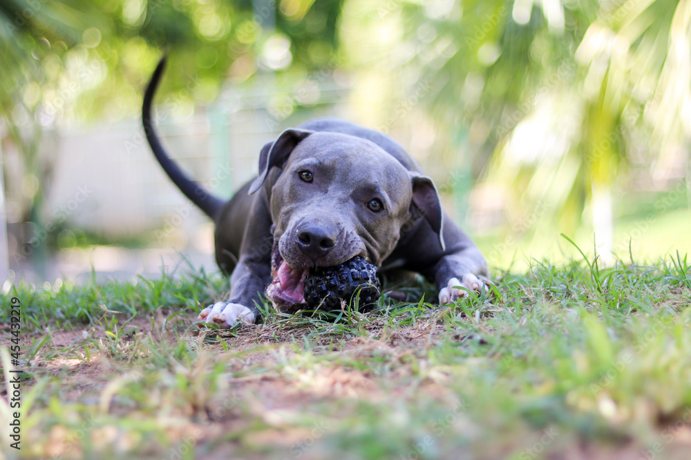 Pit bull puppy dog playing and having fun in the park. Selective focus. Pit bull puppy dog playing and having fun in the park. Selective focus.