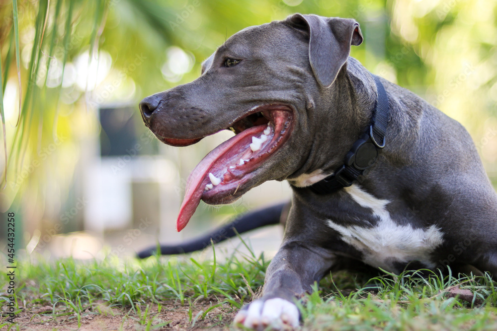 Pit bull puppy dog playing and having fun in the park. Selective focus. Pit bull puppy dog playing and having fun in the park. Selective focus.