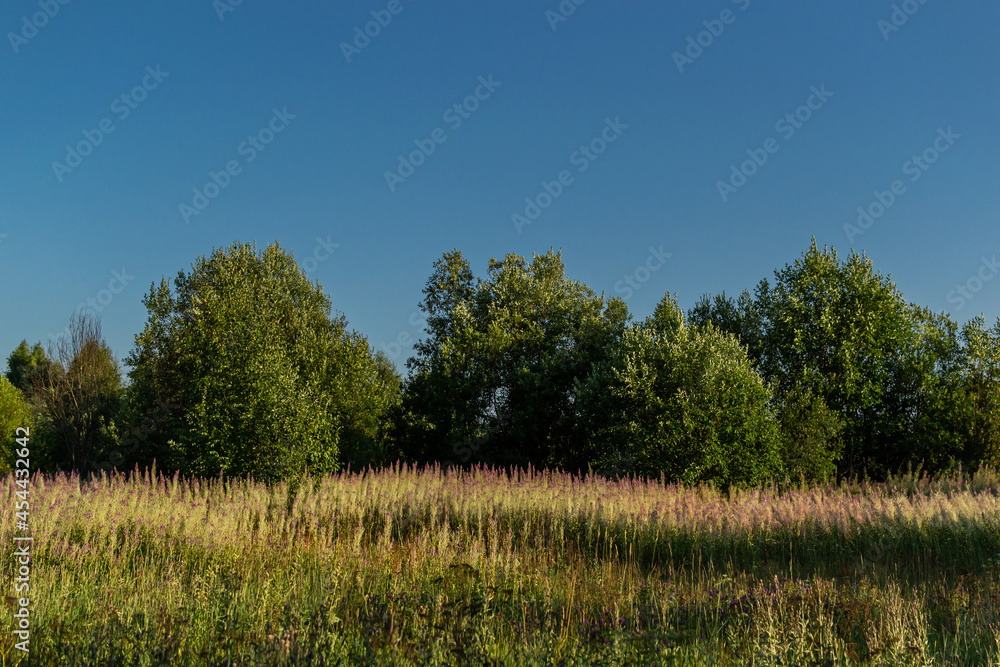 Meadow with purple pink almost faded willowherb flowers, golden grass in sunny summer in warm sunset light, green trees and blue sky background, evening time Meadow with purple pink almost faded willowherb flowers, golden grass in sunny summer in warm sunset light, green trees and blue sky background, evening time