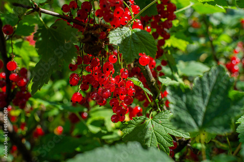 Many bright ripe red currant berries hang on a branch among green leaves, foliage on a bush, shine in light of sun, summer harvesting