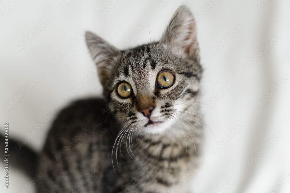 Close up of domestic small tabby kitten with big eyes. Curious cat lifestyle shot. Adorable cozy feline friend. Animal portrait with big eyes.