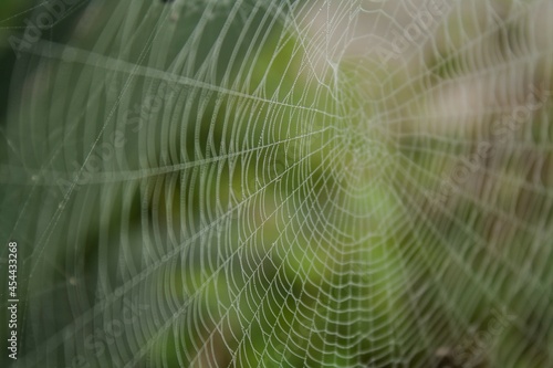 Telaraña fondo de pantalla - telaraña fondo desenfocado - tela de araña enfocada