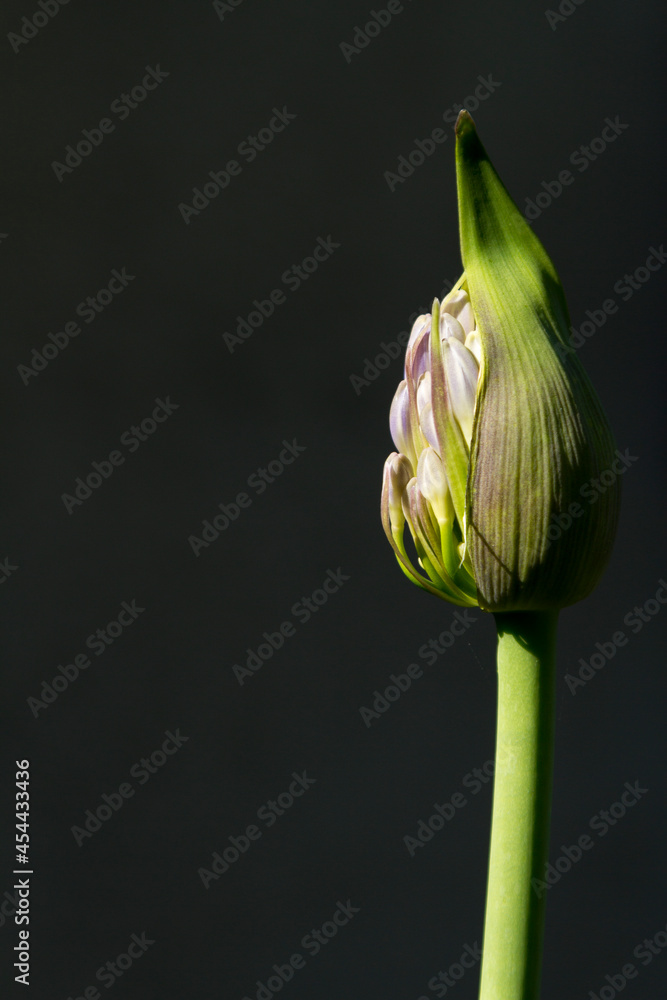 Fototapeta premium Agapantthus Africanus