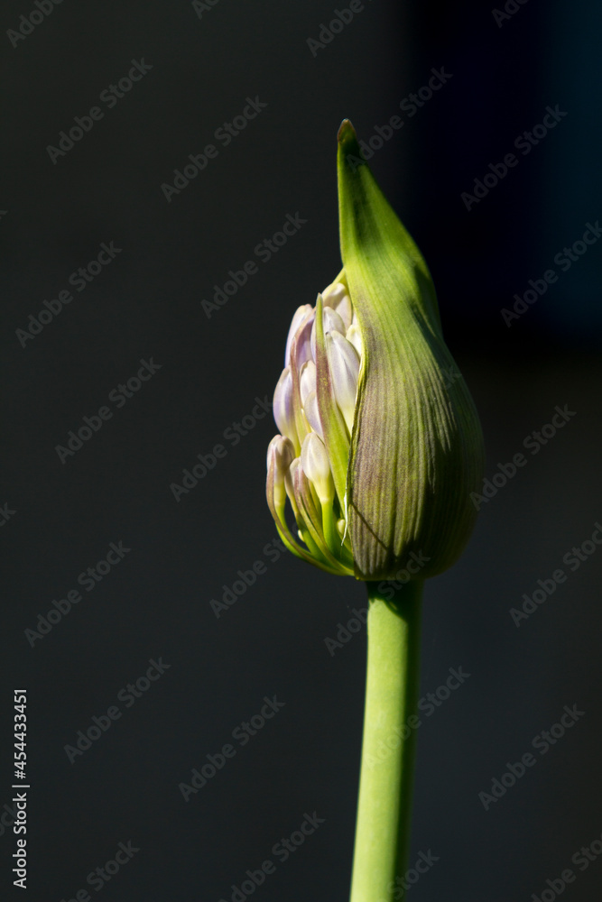 Obraz premium Agapantthus Africanus