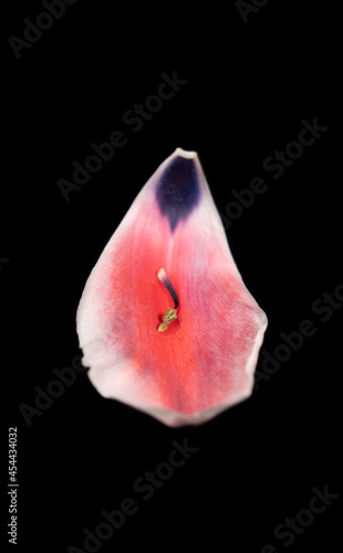 when this natural think from nature is more better than picasso make of, amazing creation of mother natural think a have ever never shoot it