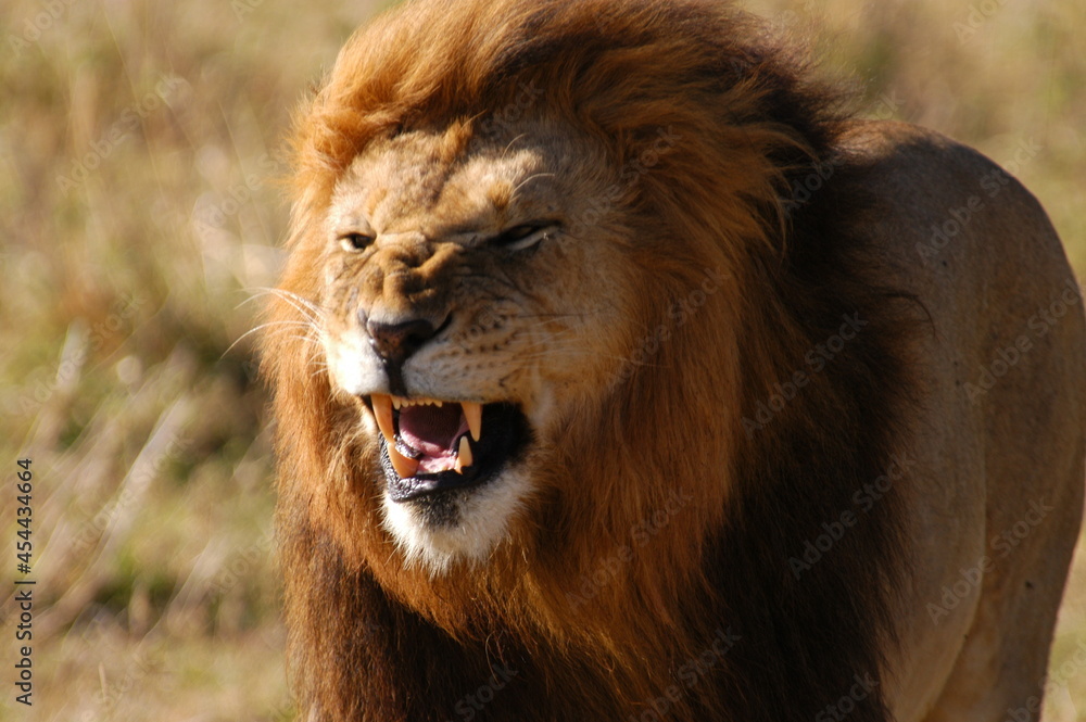 Male lion living in Masai Mara, Kenya