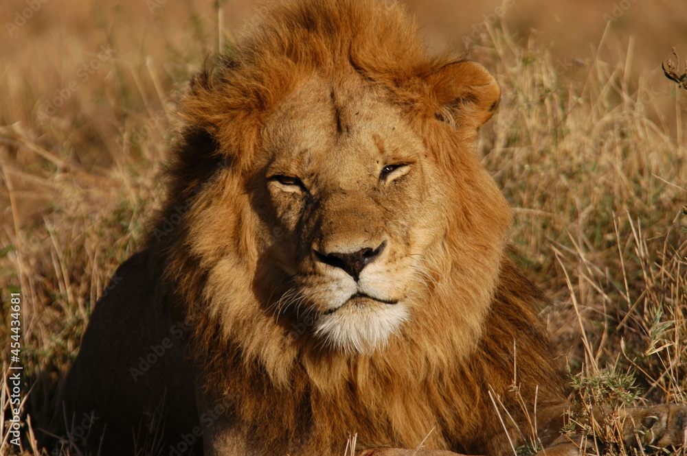 Male lion living in Masai Mara, Kenya