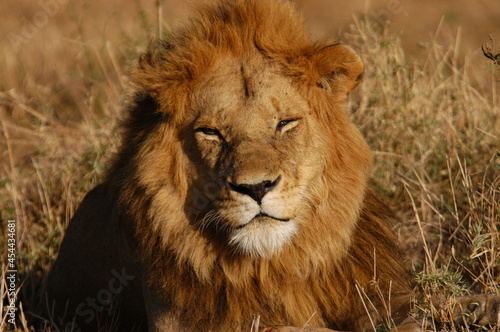 Male lion living in Masai Mara  Kenya