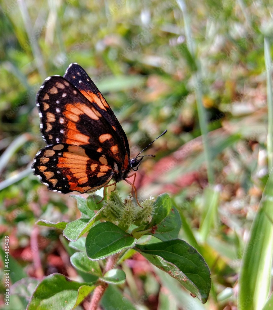 Butterfly Butterfly