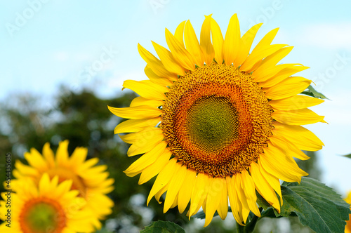 sunflower of blue sky