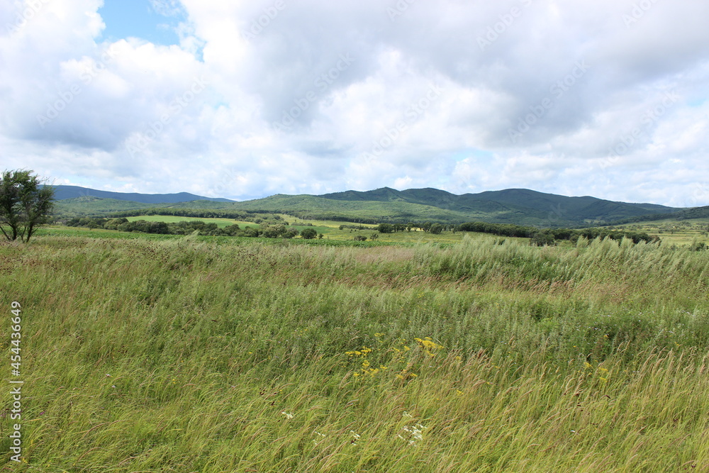 landscape with grass and sky