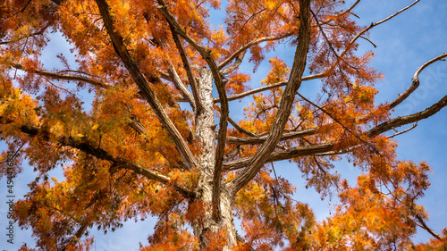 Low angle view of a bald, blushing cypress tree in the middle of autumn, under a blue sky 