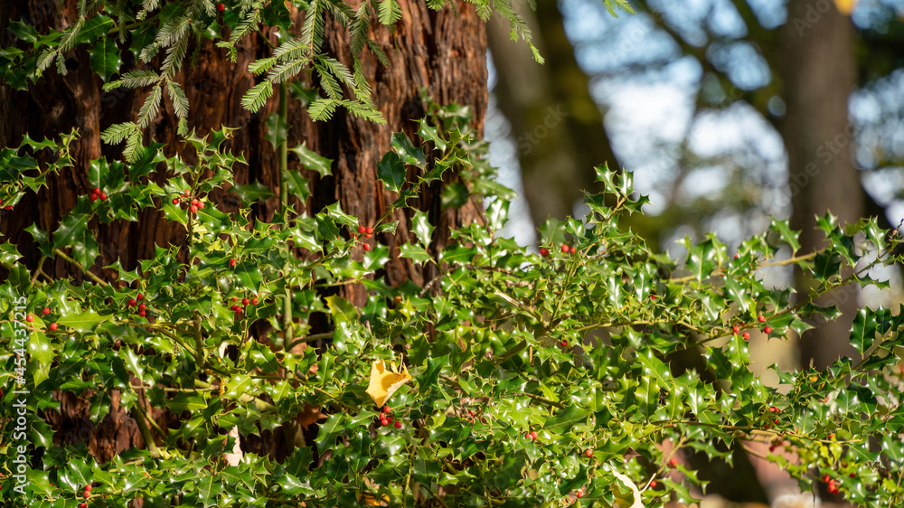 Magnificent holly and its pretty red berries against a majestic Sequoia trunk Magnificent holly and its pretty red berries against a majestic Sequoia trunk