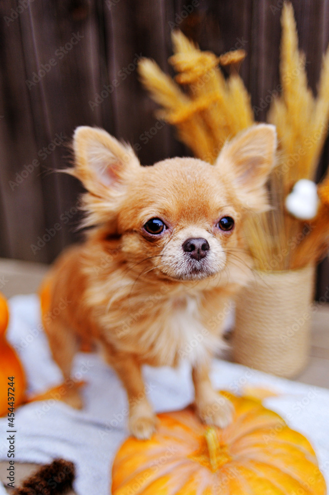 Small dog in autumn scenery