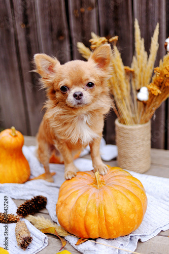 Little dog with pumpkins for Halloween