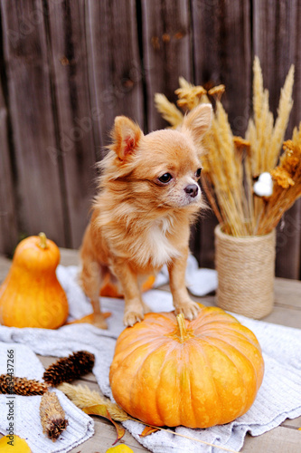 Cute dog with pumpkins