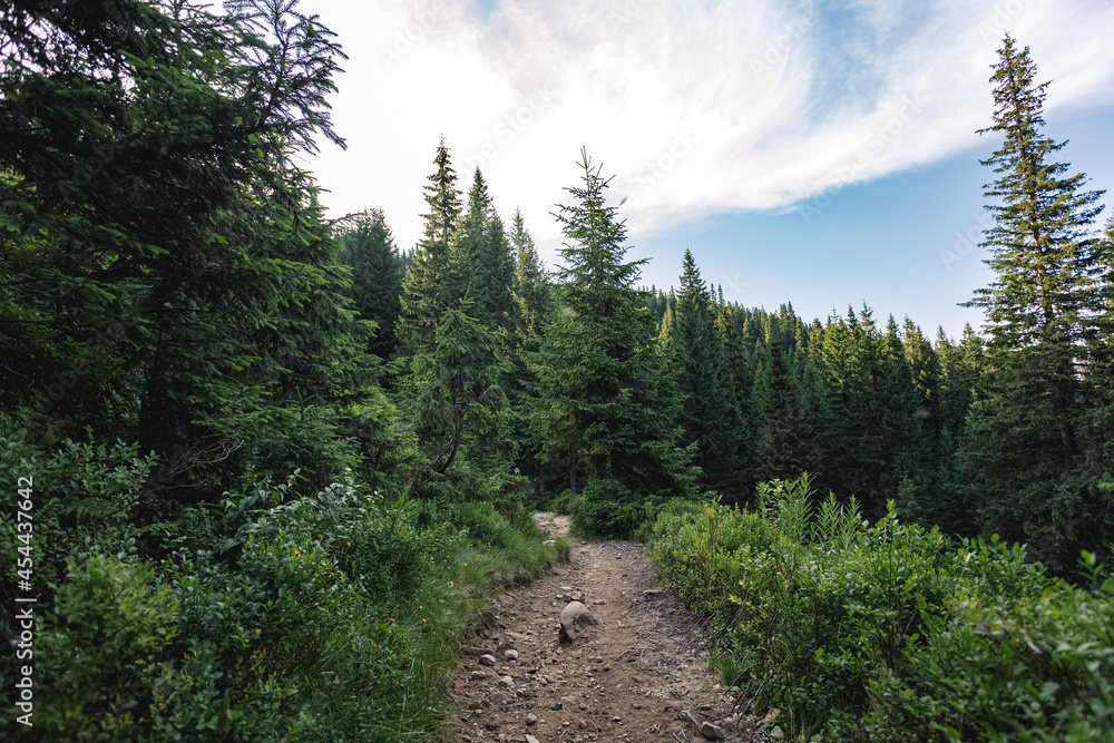 dangerous mountain trails. walks in the woods on fast roads. concept of extreme recreation dangerous mountain trails. walks in the woods on fast roads. concept of extreme recreation