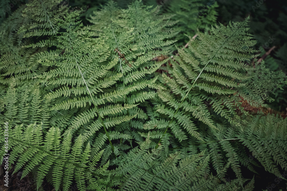 fern bush growing in the forest fern bush growing in the forest