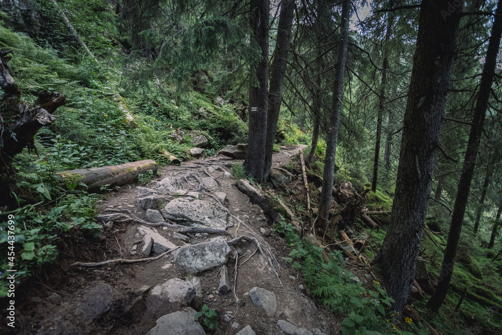 dangerous mountain trails. walks in the woods on fast roads. concept of extreme recreation dangerous mountain trails. walks in the woods on fast roads. concept of extreme recreation