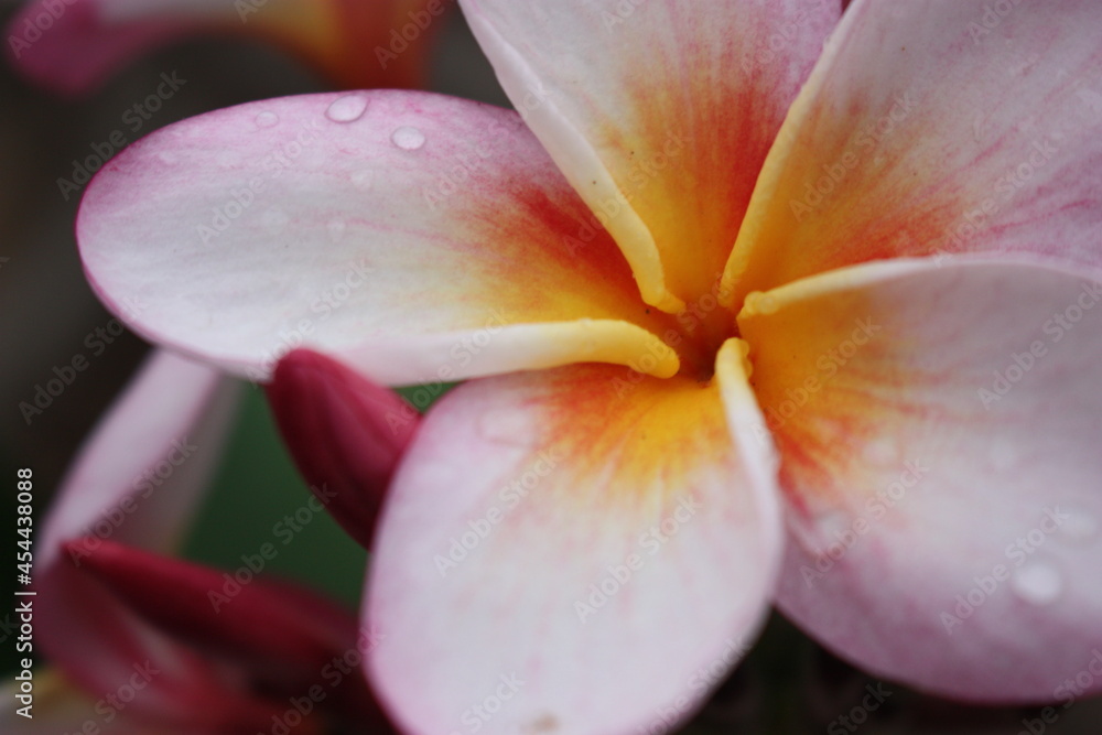Lily Blossom Dewdrops Lily Blossom Dewdrops