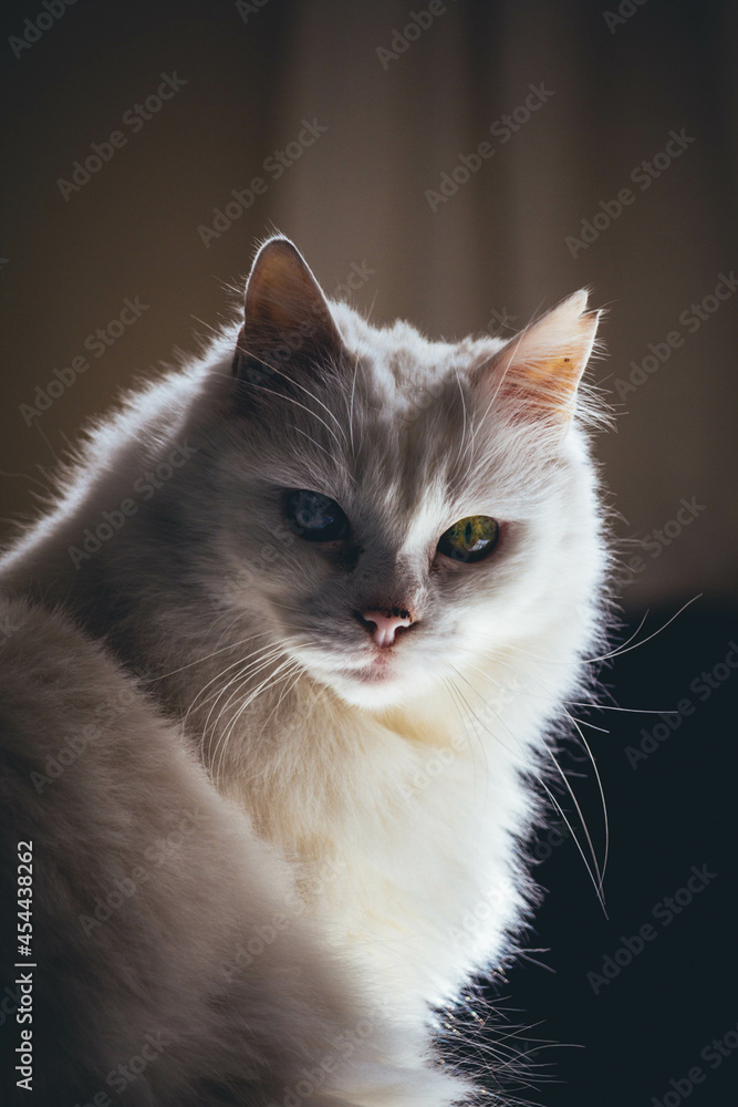 White cat long hair with green and blue eyes