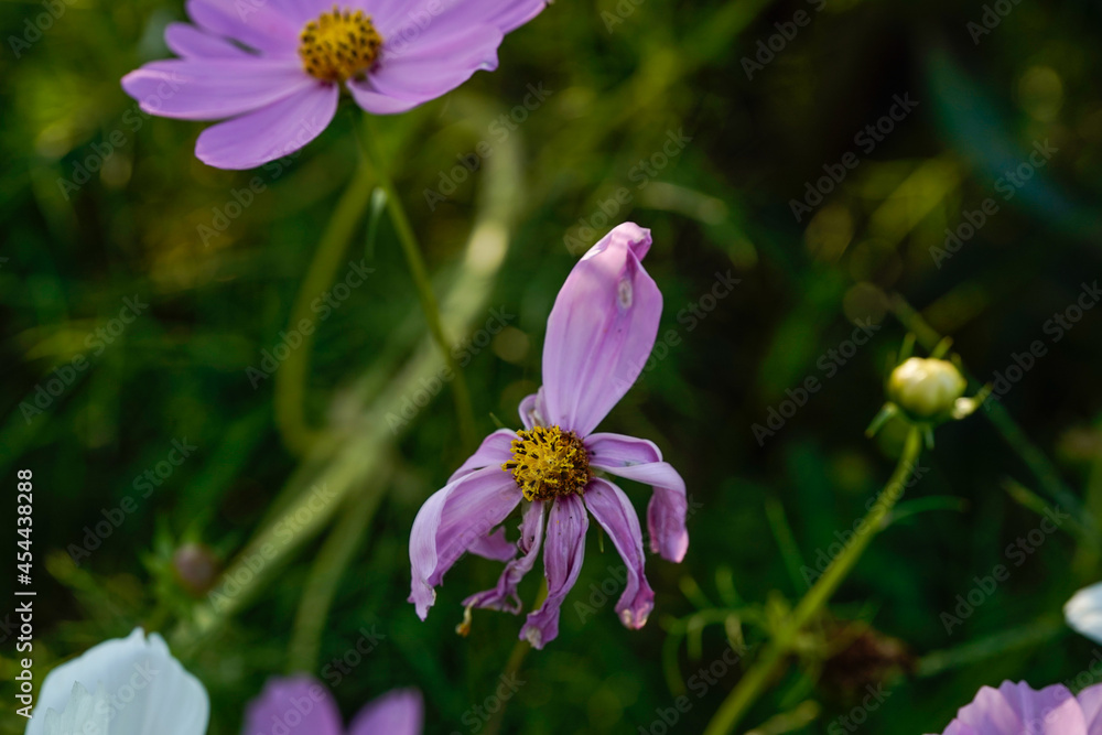 Fototapeta premium A pink cosmos flower at the final stages of the blooming season. 