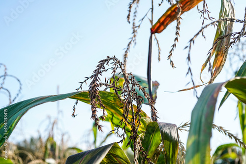View of the tassels and stems of corn stalks growing outdoors. Bright, blue sky.