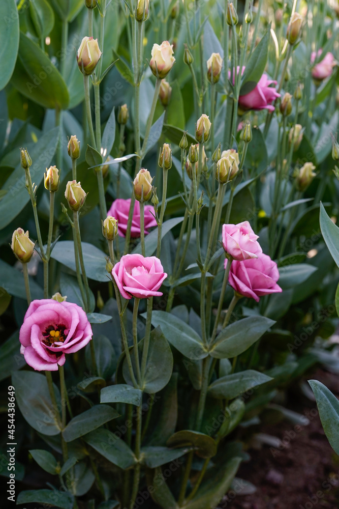 Fototapeta premium A flower bed of doublini rose Lisianthus flowers. Pink flowers.